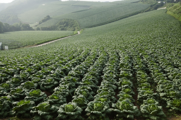 농식품부, 채소류 과잉생산 막기 위해 사전 재배면적 조절