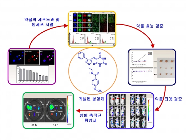단백질 3차원 구조를 기반으로 설계된 항암제 및 마우스를 이용한 항암효과 (KBSI 제공)